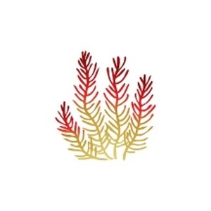 Animated Gorgonian